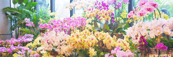 des bouquets de fleurs dans une boutique