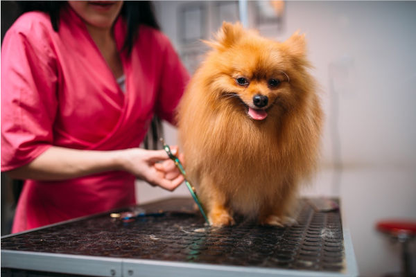 toiletteuse coupant les poils d'un chien