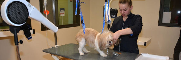 toiletteuse coupant les poils d'un chien