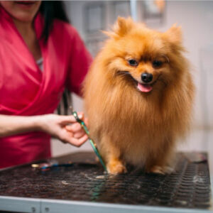 toiletteuse coupant les poils d'un chien