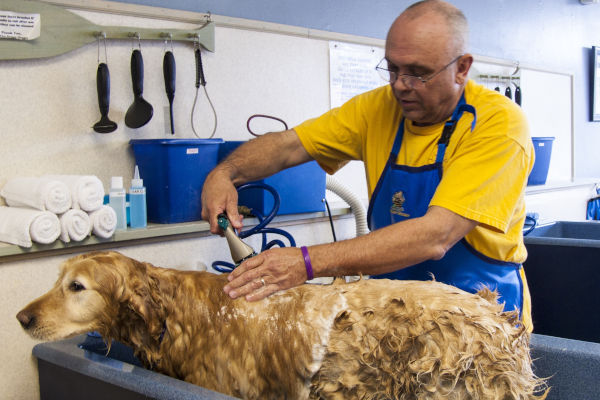 un chien se fait toiletter