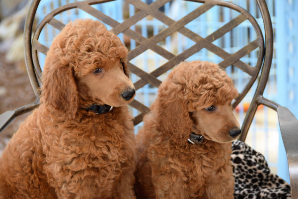 gros plan sur deux chiens