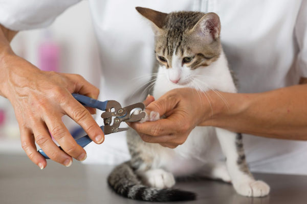 un chat se fait couper les griffes